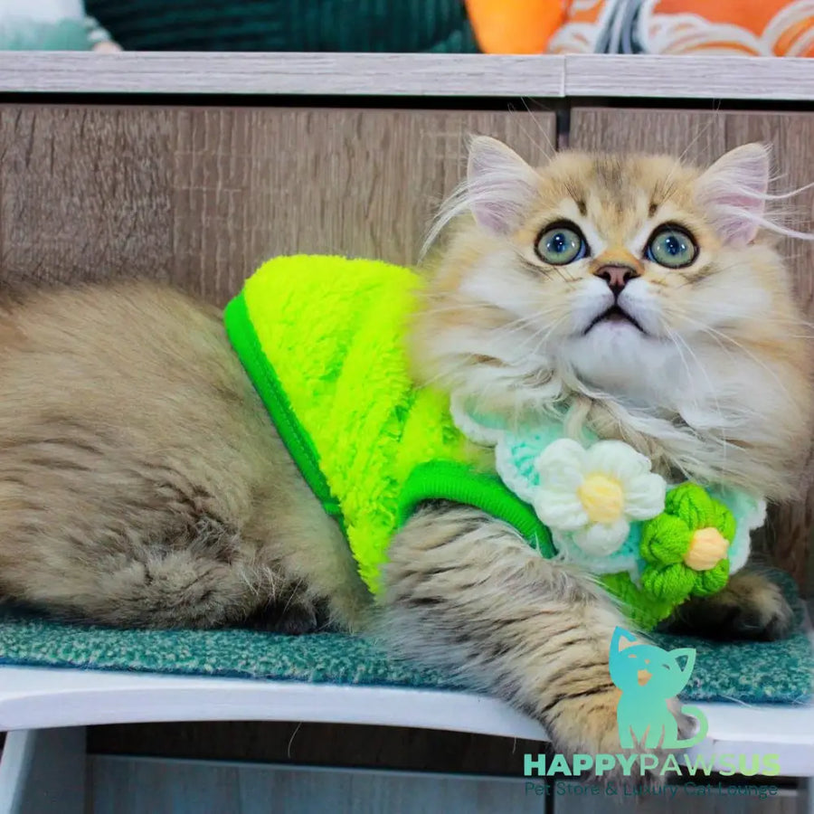 Kasper Munchkin male chocolate golden ticked tabby - live animals