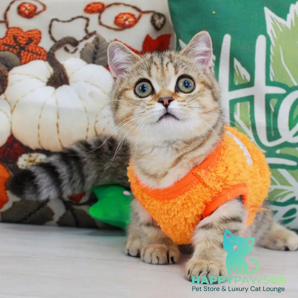 Kasper Munchkin male chocolate golden ticked tabby - live animals