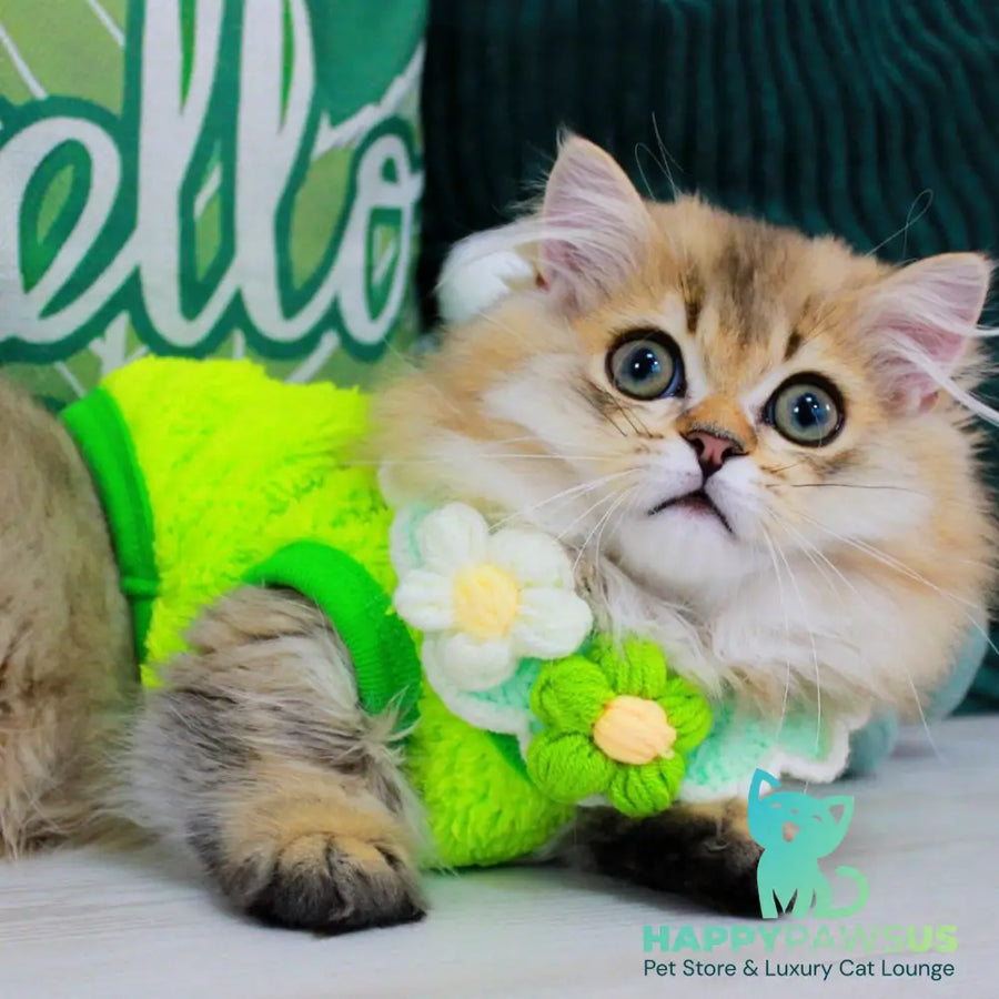 Kasper Munchkin male chocolate golden ticked tabby - live animals