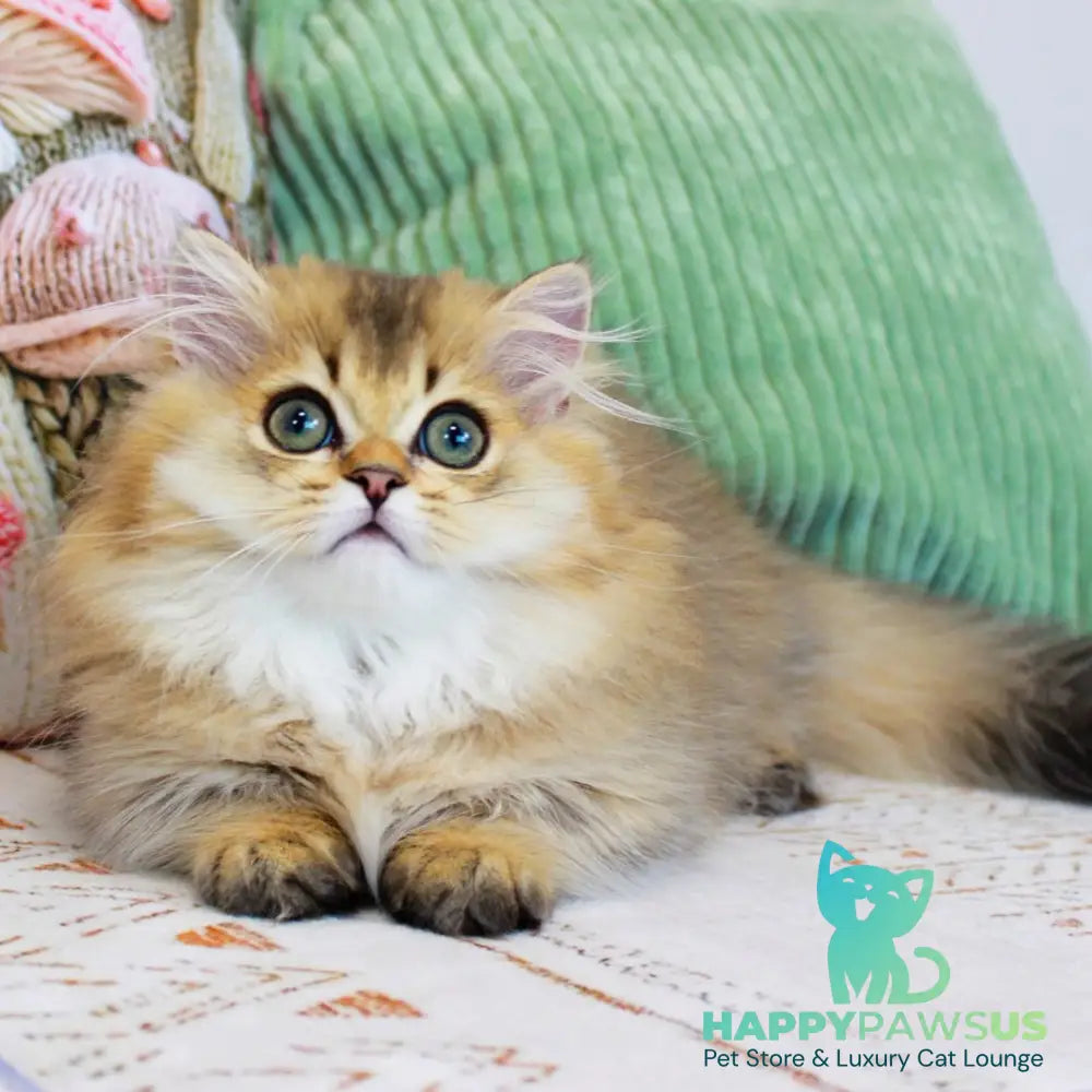 Kasper Munchkin male chocolate golden ticked tabby - live animals