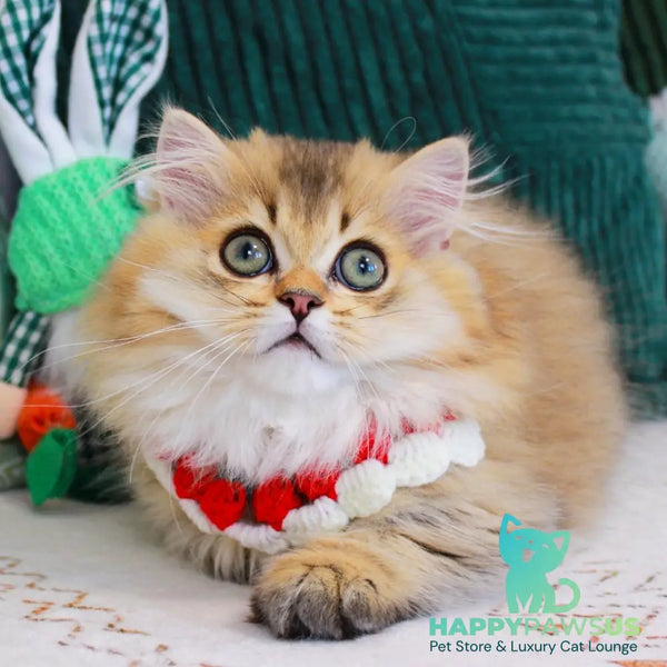 Kasper Munchkin male chocolate golden ticked tabby - live animals