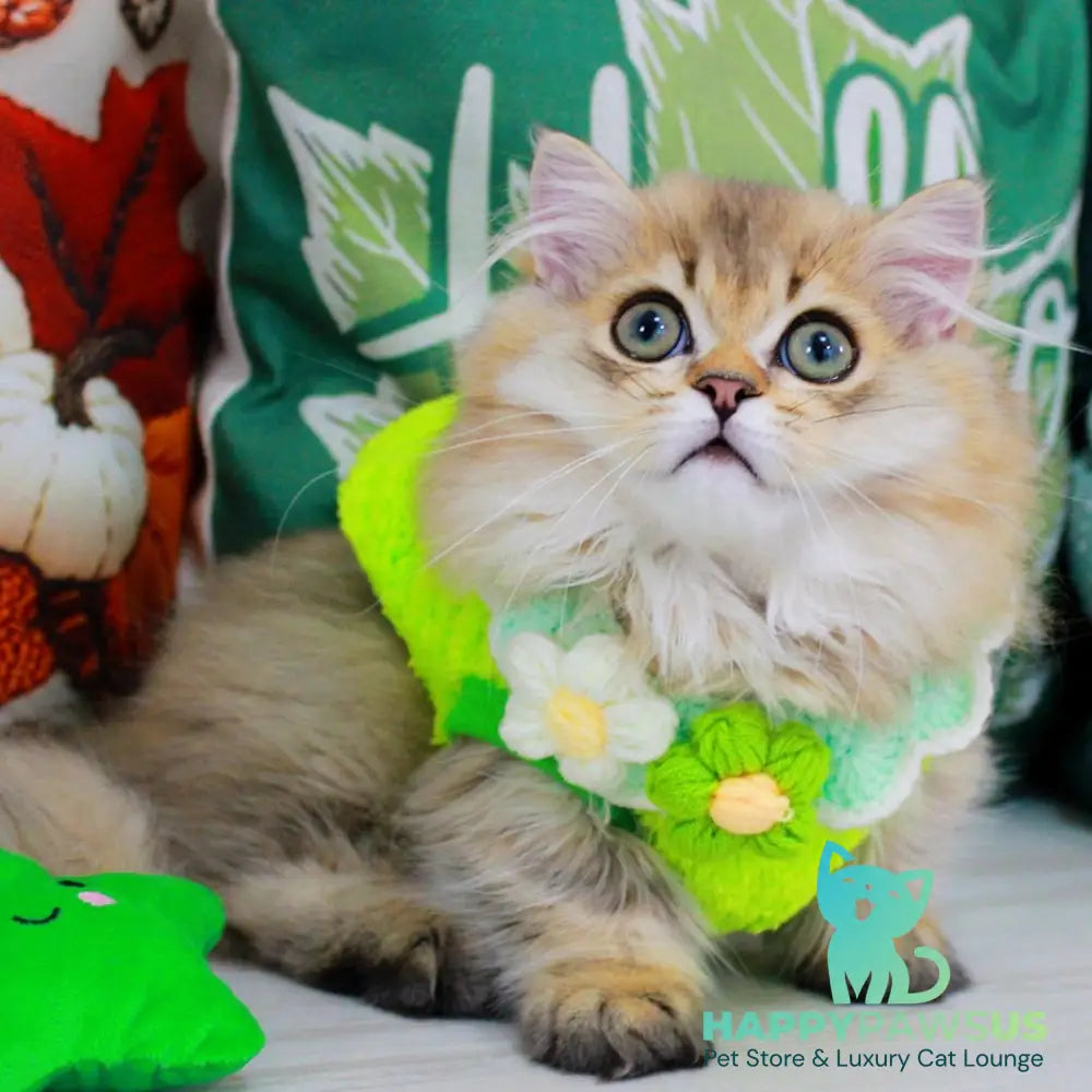 Kasper Munchkin male chocolate golden ticked tabby - live animals