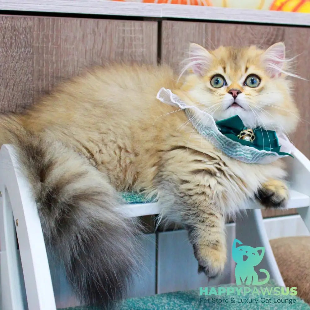Kasper Munchkin male chocolate golden ticked tabby - live animals