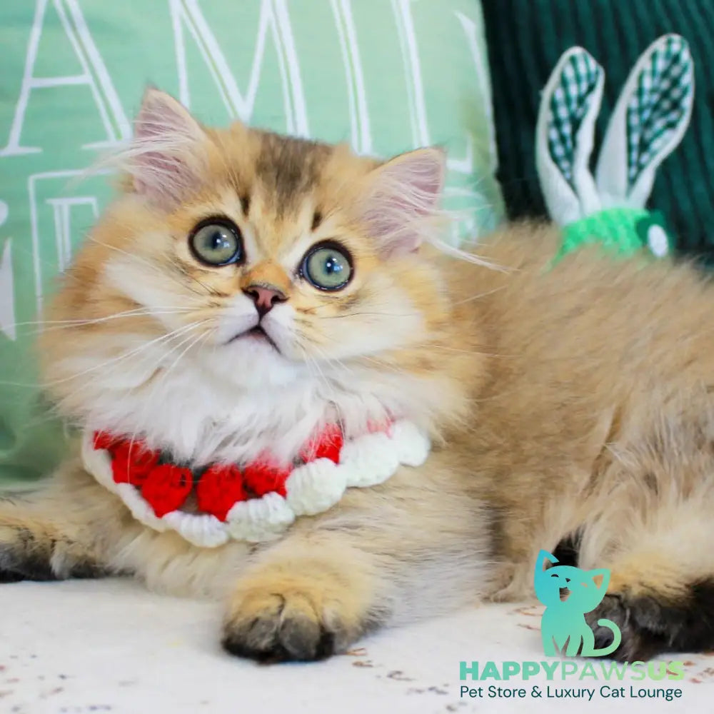 Kasper Munchkin male chocolate golden ticked tabby - live animals
