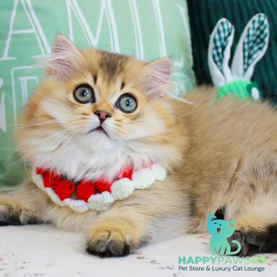 Kasper Munchkin male chocolate golden ticked tabby - live animals