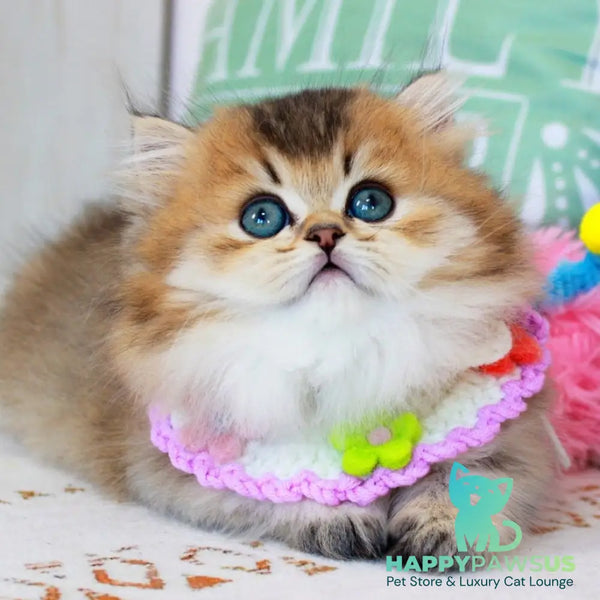 Kasper Munchkin male chocolate golden ticked tabby - live animals