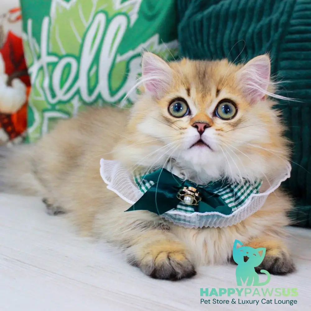 Kasper Munchkin male chocolate golden ticked tabby - live animals