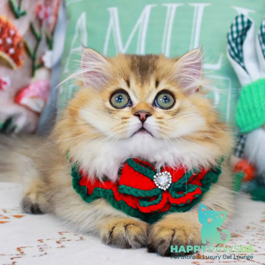 Kasper Munchkin male chocolate golden ticked tabby - live animals