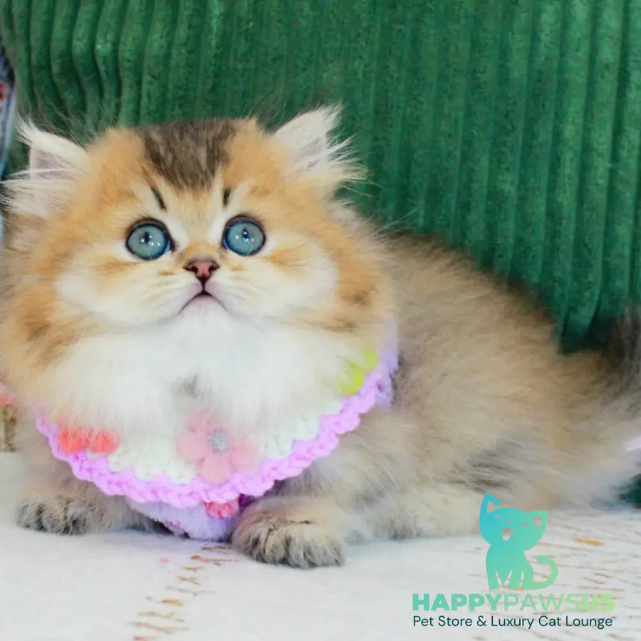 Kasper Munchkin male chocolate golden ticked tabby - live animals