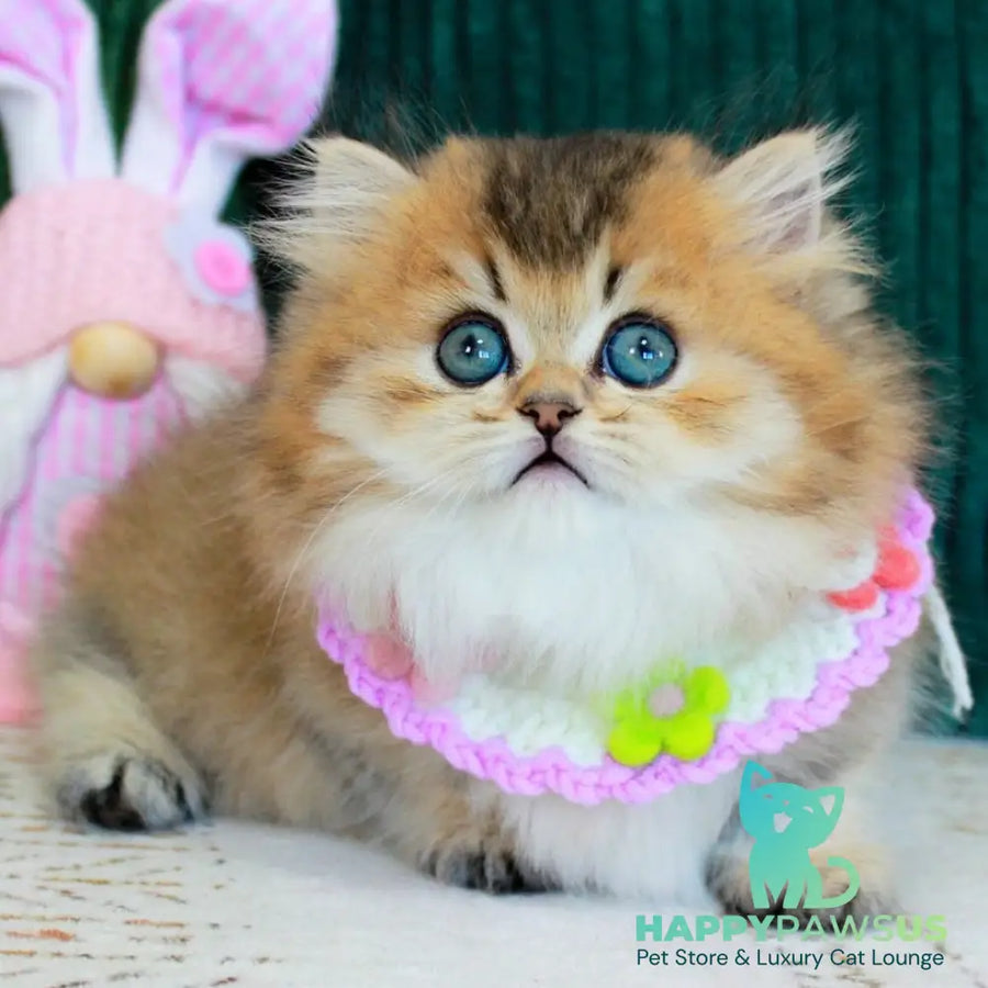 Kasper Munchkin male chocolate golden ticked tabby - live animals