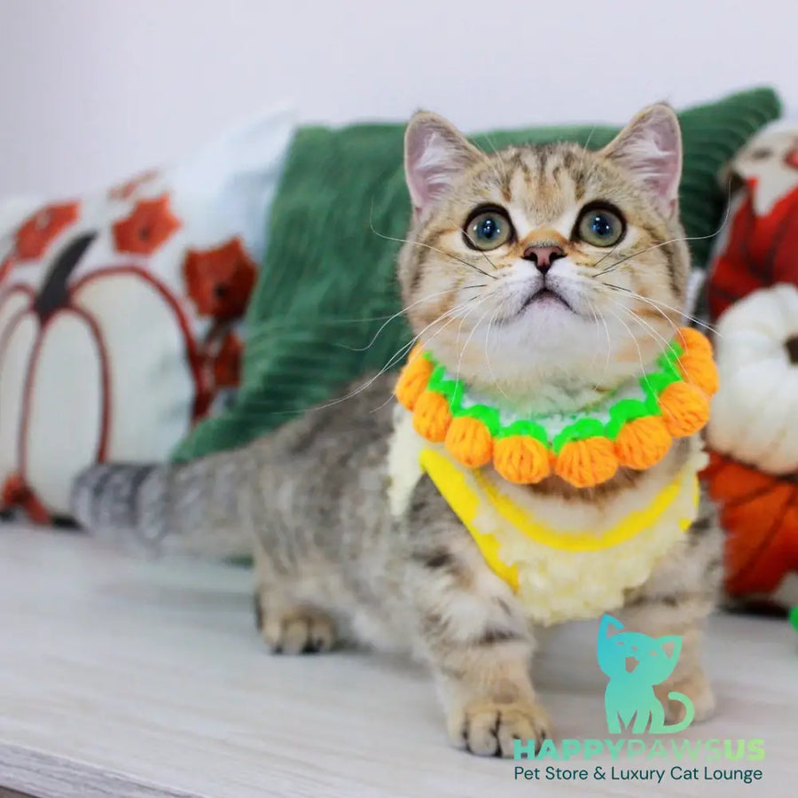 Kasper Munchkin male chocolate golden ticked tabby - live animals