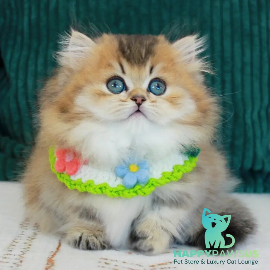 Kasper Munchkin male chocolate golden ticked tabby - live animals