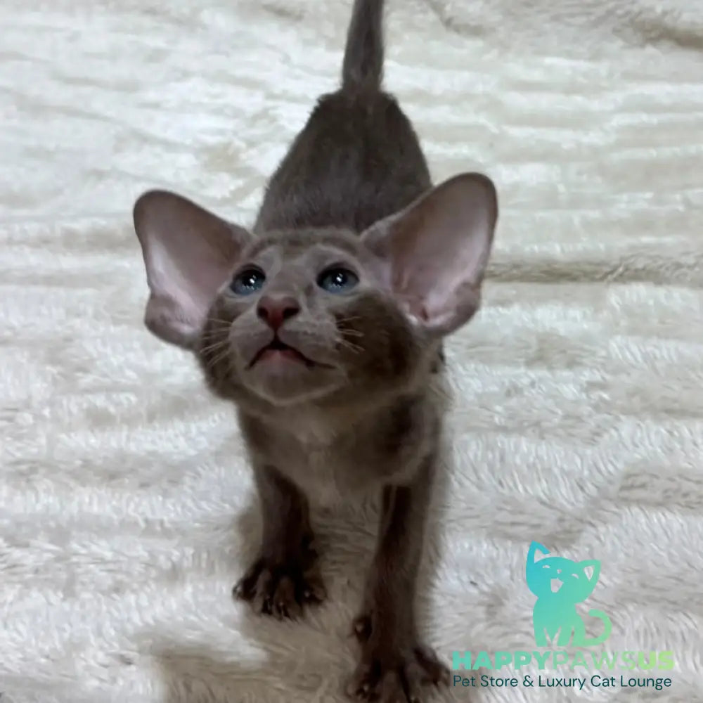 Kasper Oriental Shorthair male lilac - live animals