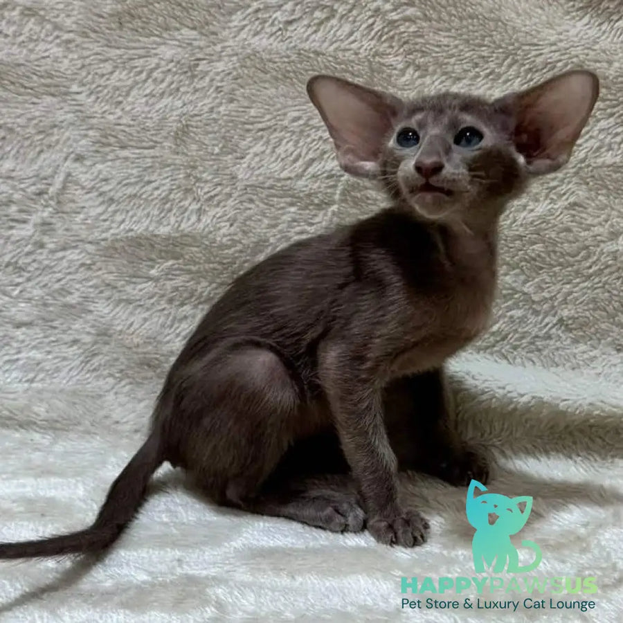 Kasper Oriental Shorthair male lilac - live animals