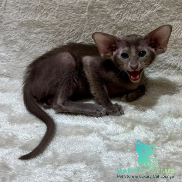 Kasper Oriental Shorthair male lilac - live animals