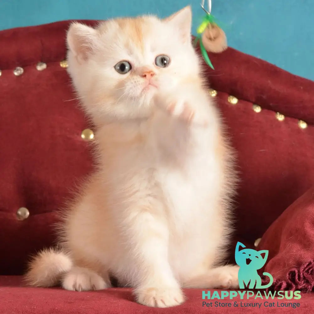 Kasper Scottish Straight male red golden shaded - live animals