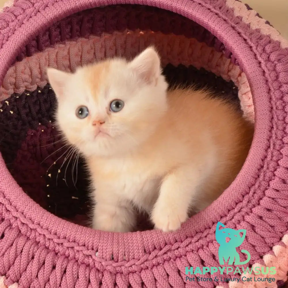 Kasper Scottish Straight male red golden shaded - live animals