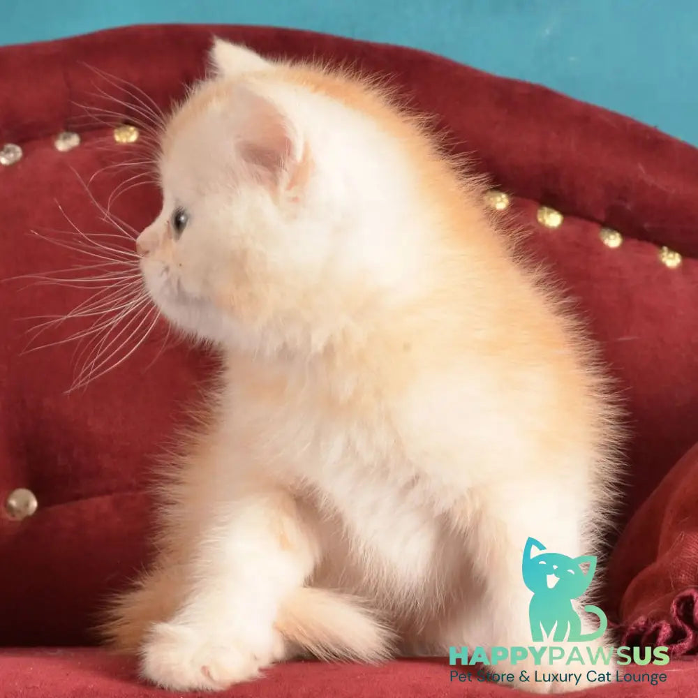Kasper Scottish Straight male red golden shaded - live animals
