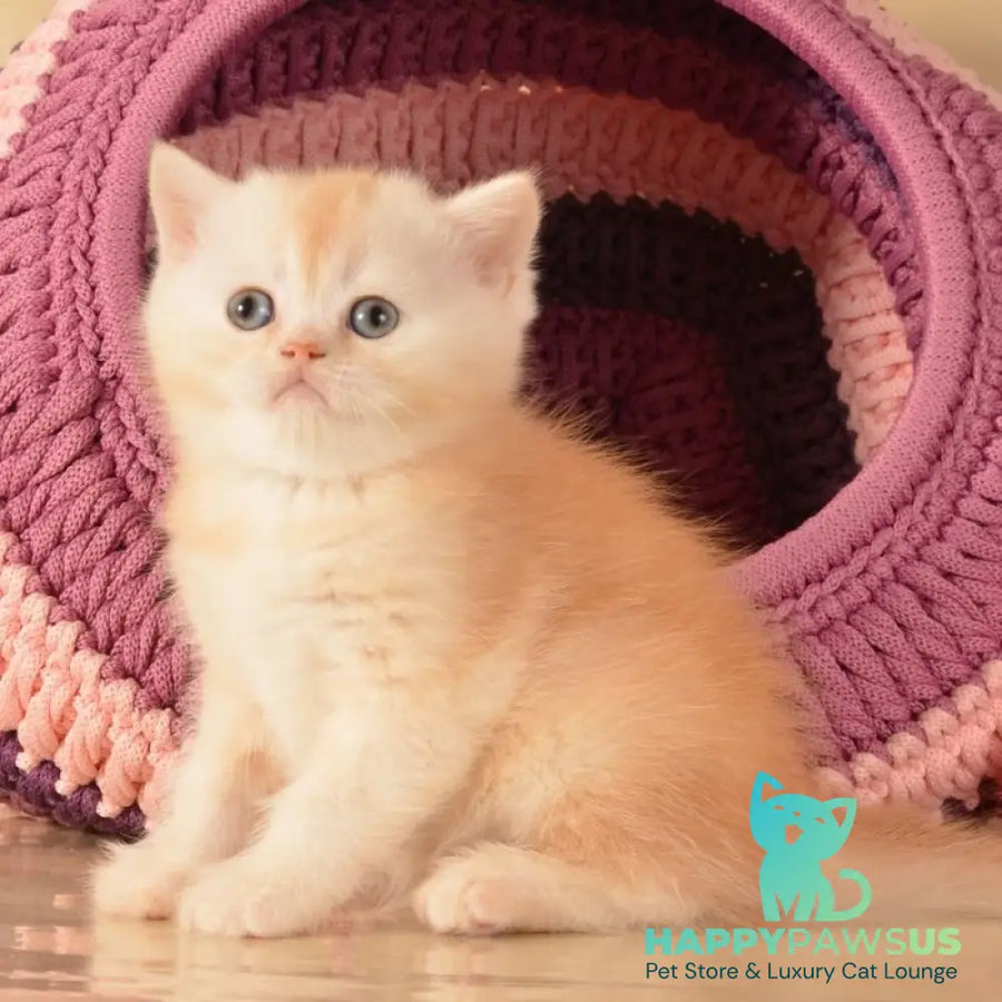 Kasper Scottish Straight male red golden shaded - live animals