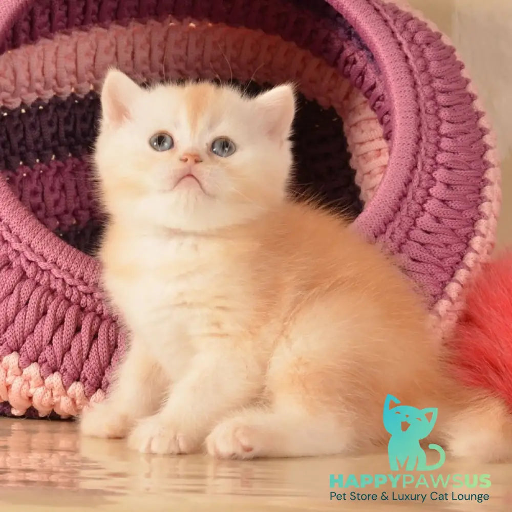 Kasper Scottish Straight male red golden shaded - live animals