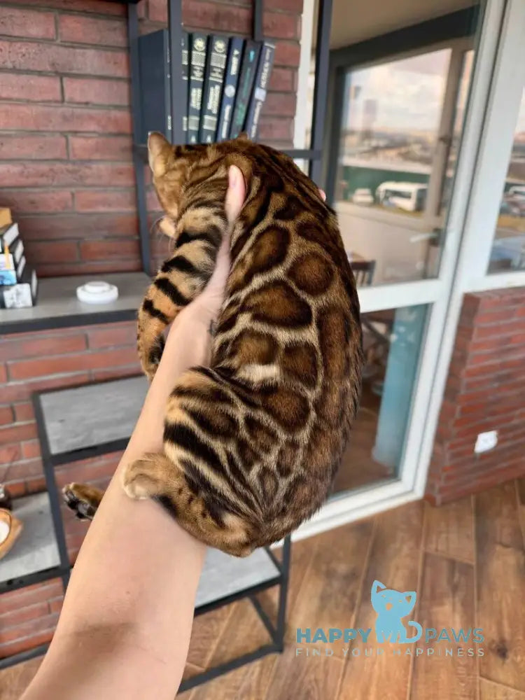 Kassandra Bengal female black spotted tabby live animals