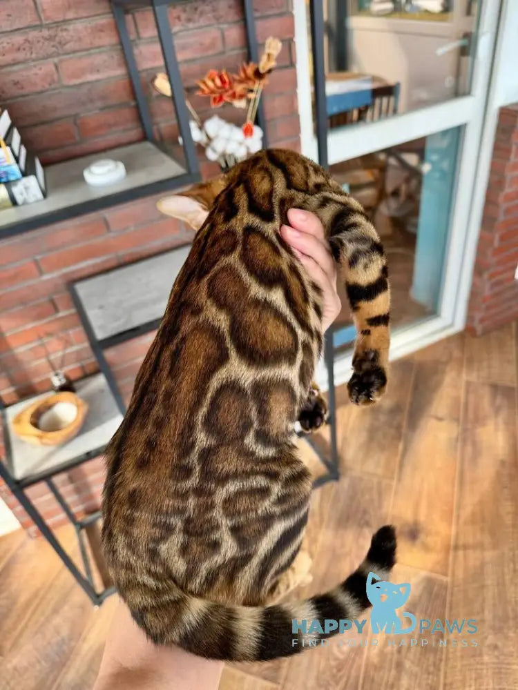 Kassandra Bengal female black spotted tabby live animals