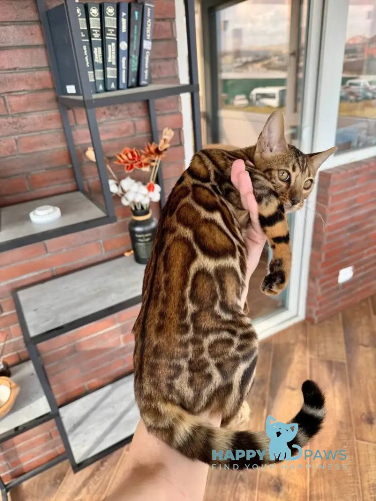 Kassandra Bengal female black spotted tabby live animals