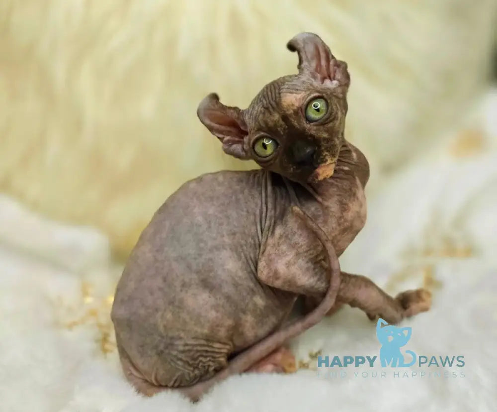 Kassandra Elf Female Black Tortie Live Animals
