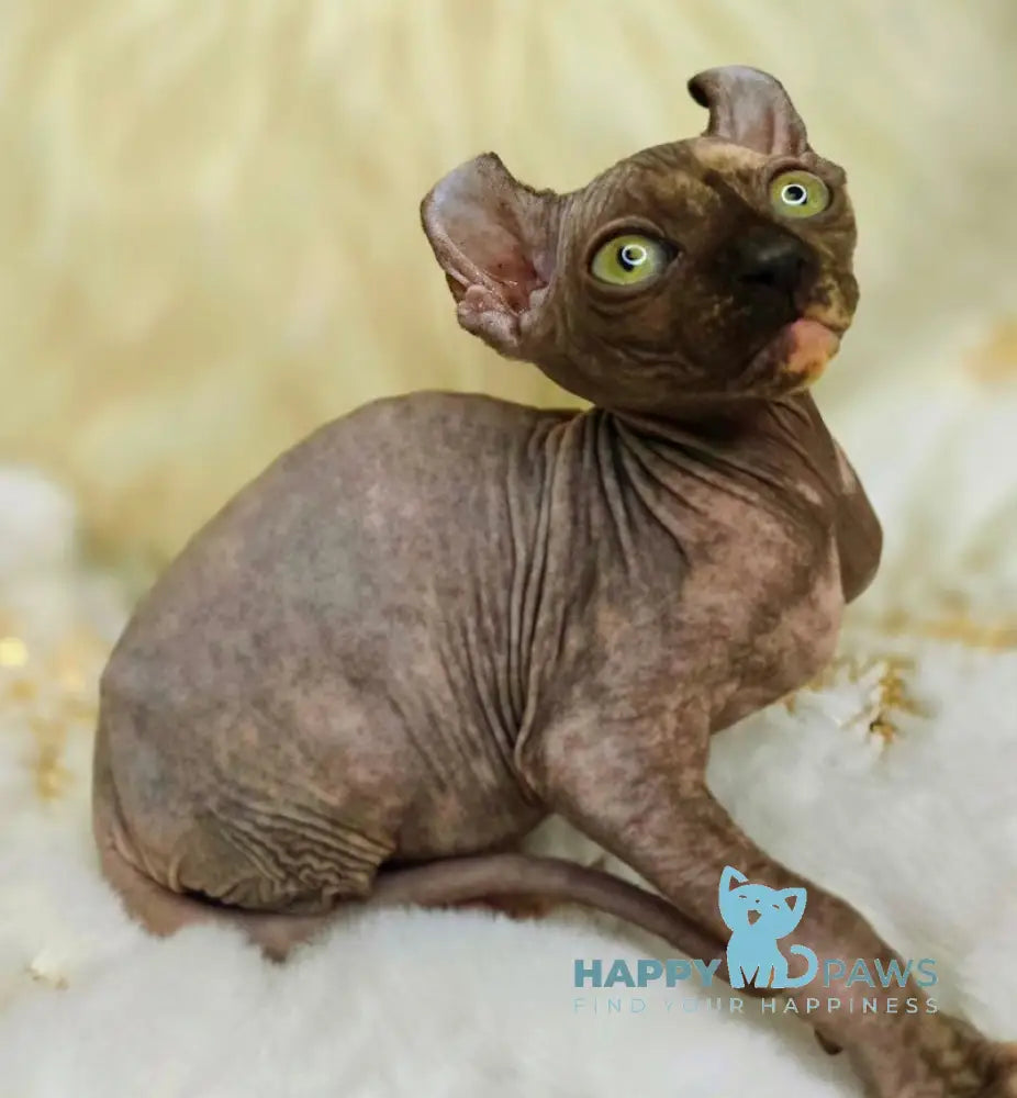 Kassandra Elf Female Black Tortie Live Animals