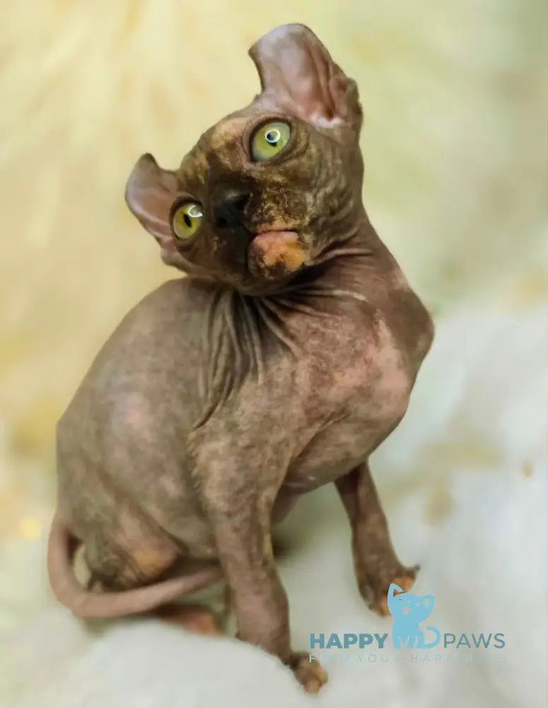 Kassandra Elf Female Black Tortie Live Animals