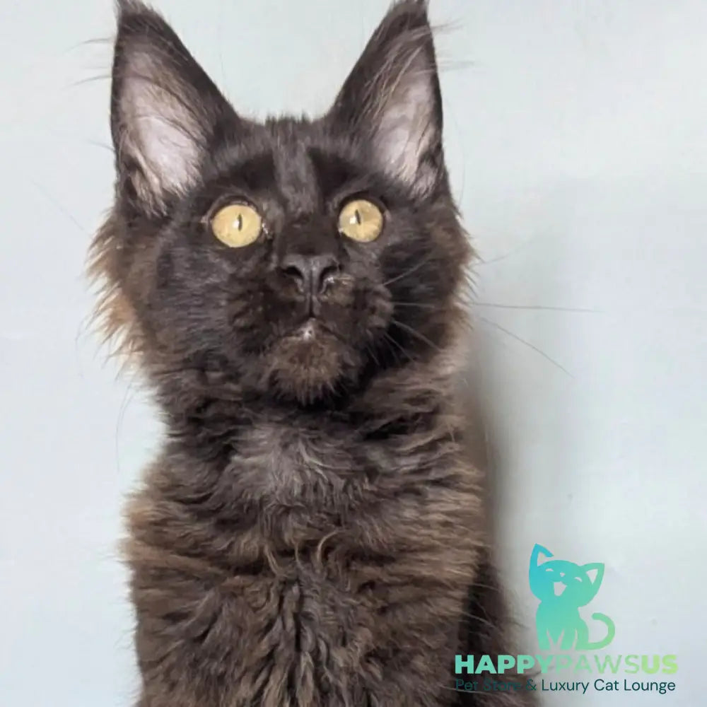 Kаssandra Maine Coon female black - live animals