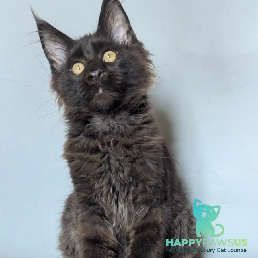 Kаssandra Maine Coon female black - live animals