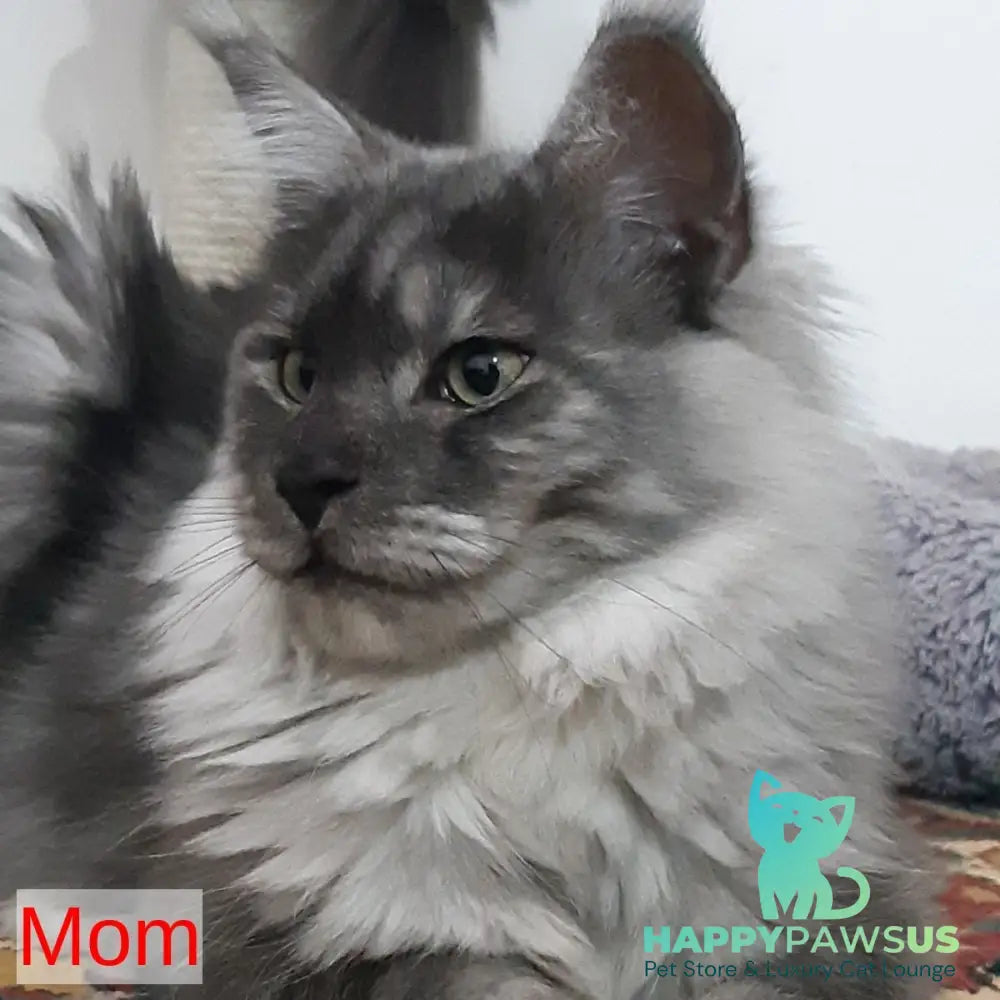 Kаssandra Maine Coon female black - live animals