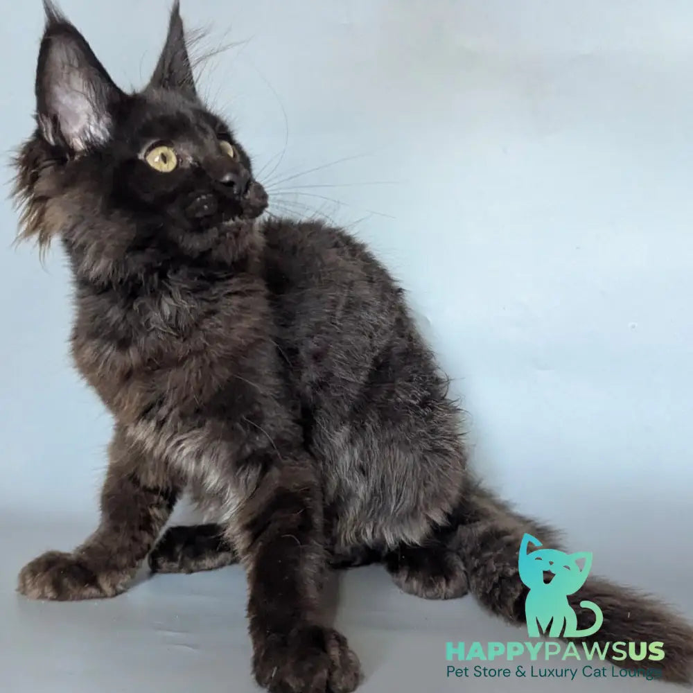 Kаssandra Maine Coon female black - live animals