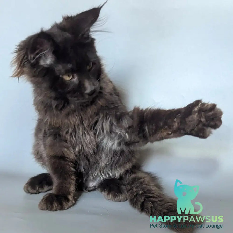 Kаssandra Maine Coon female black - live animals