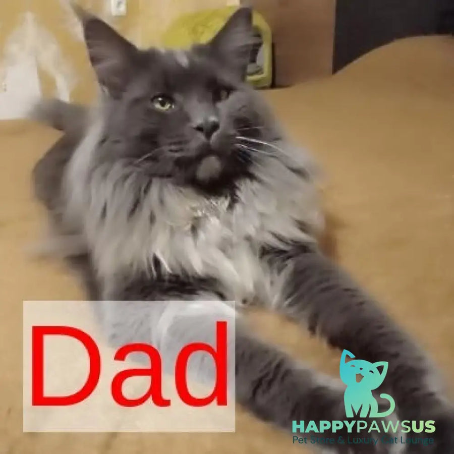 Kаssandra Maine Coon female black - live animals