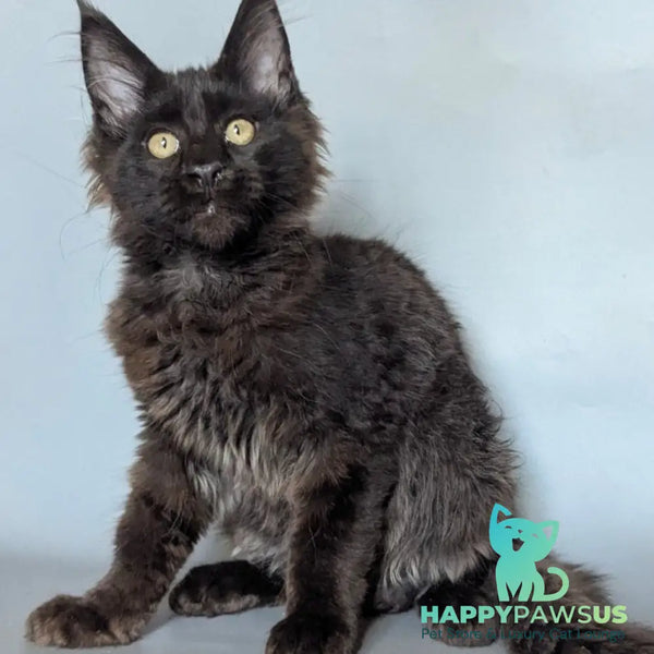 Kаssandra Maine Coon female black - live animals