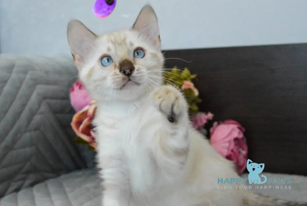 Kassiopeia Bengal female black spotted tabby pointed live animals