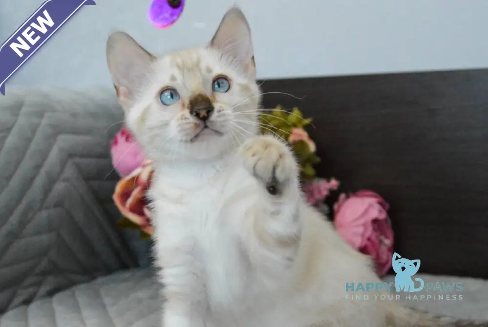 Kassiopeia Bengal female black spotted tabby pointed live animals