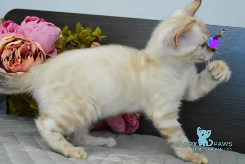 Kassiopeia Bengal female black spotted tabby pointed live animals