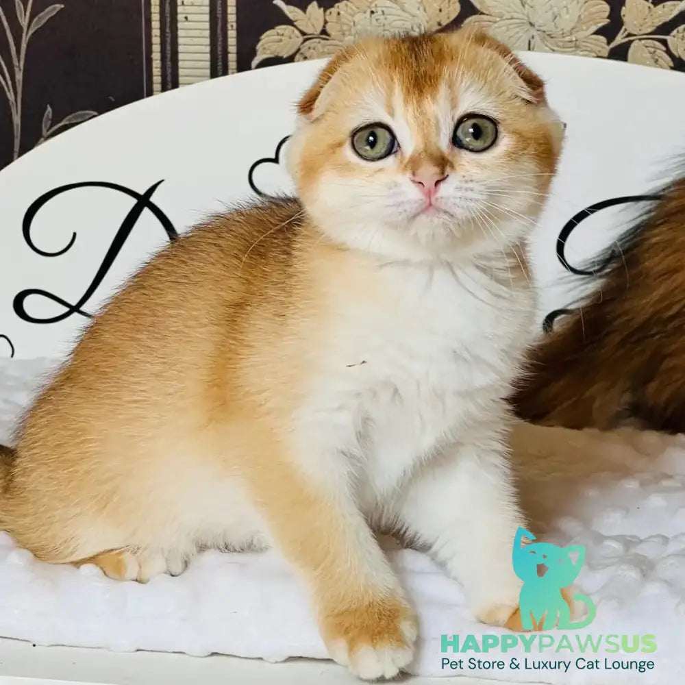 Kassioperia Scottish Fold female black golden chinchilla - live animals