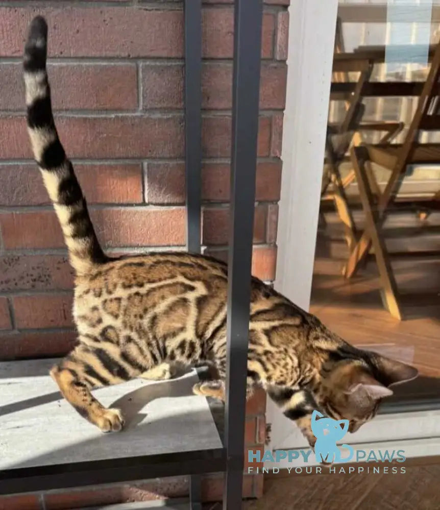 Katalina Bengal female black spotted tabby live animals