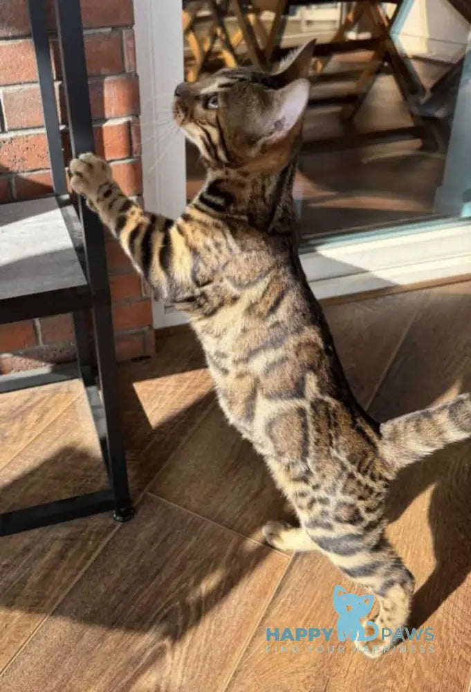 Katalina Bengal female black spotted tabby live animals