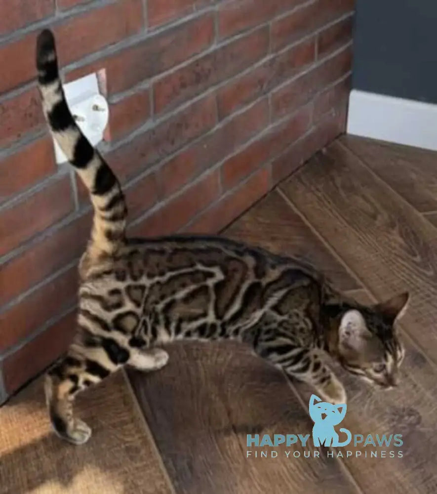 Katalina Bengal female black spotted tabby live animals