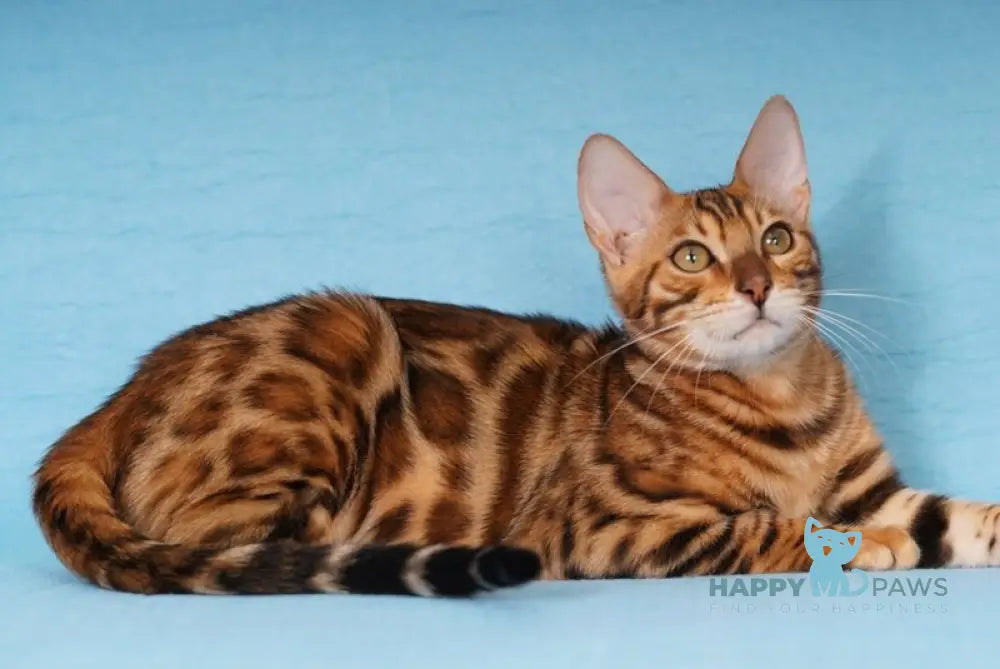 Katarina Bengal female black spotted tabby live animals