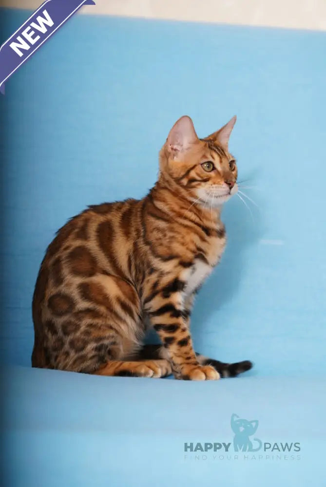 Katarina Bengal female black spotted tabby live animals