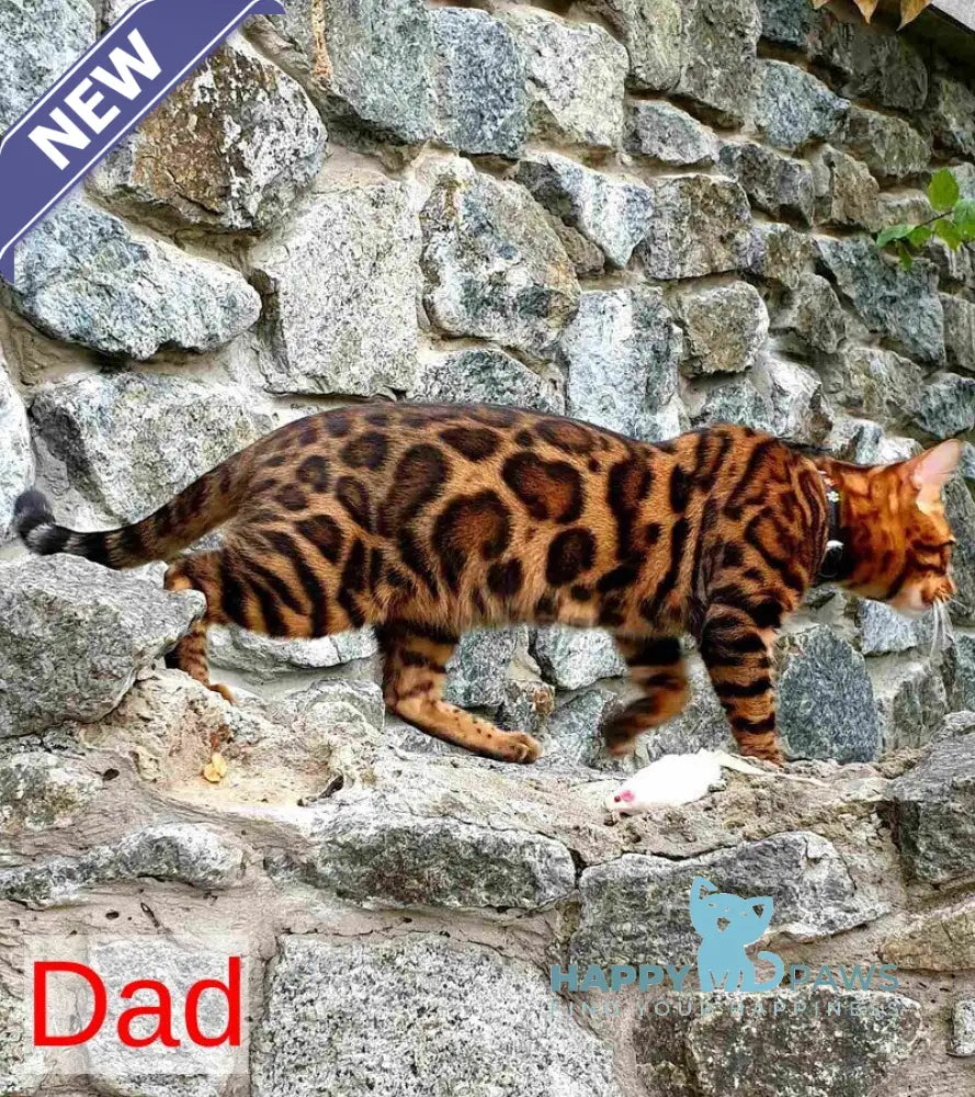 Katarina Bengal female black spotted tabby live animals