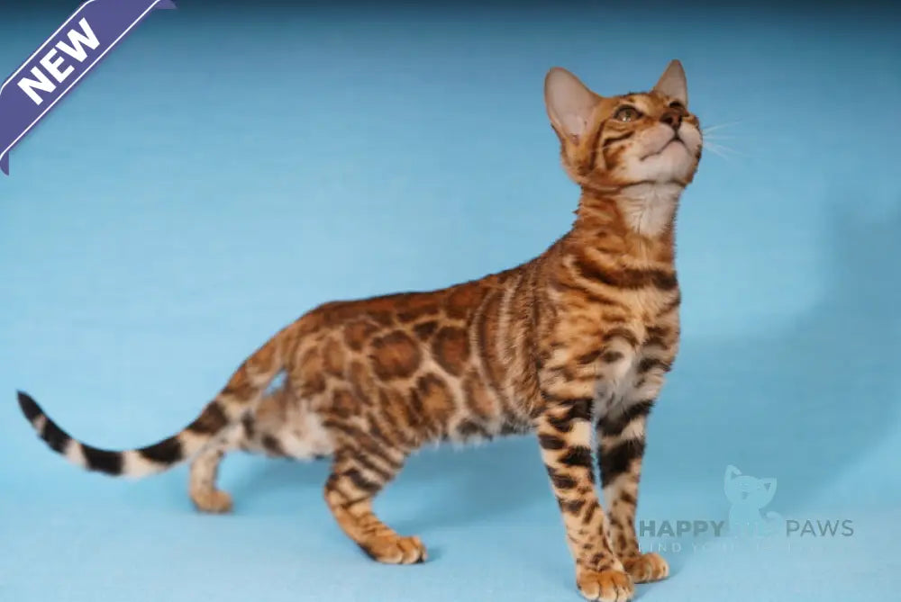 Katarina Bengal female black spotted tabby live animals