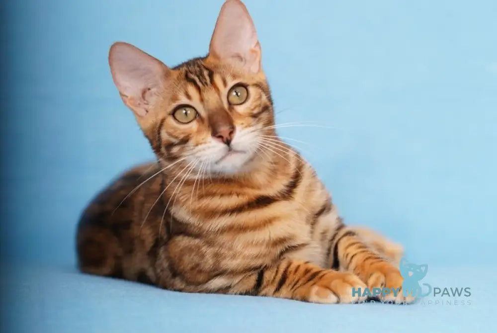 Katarina Bengal female black spotted tabby live animals