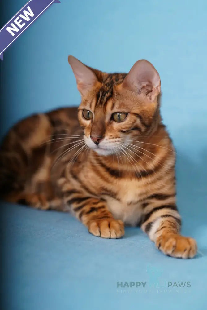 Katarina Bengal female black spotted tabby live animals